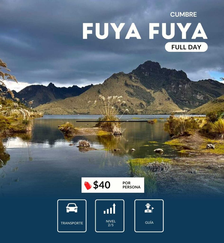 fuya fuya