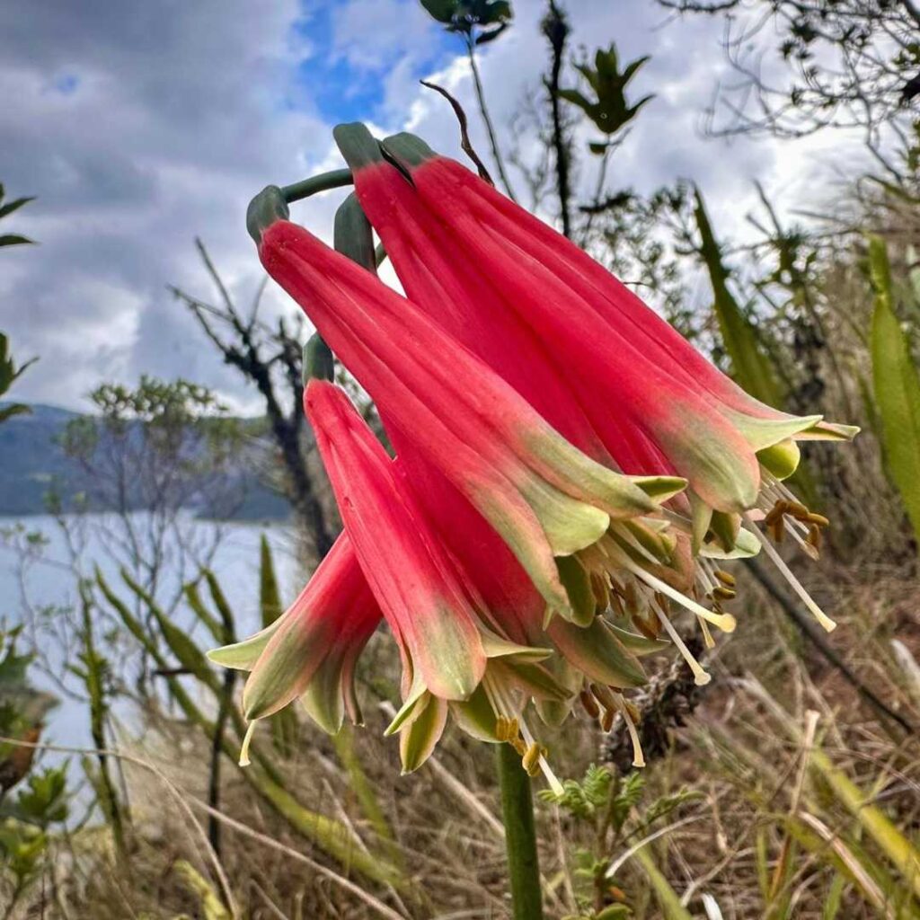 cuicocha laguna (1)