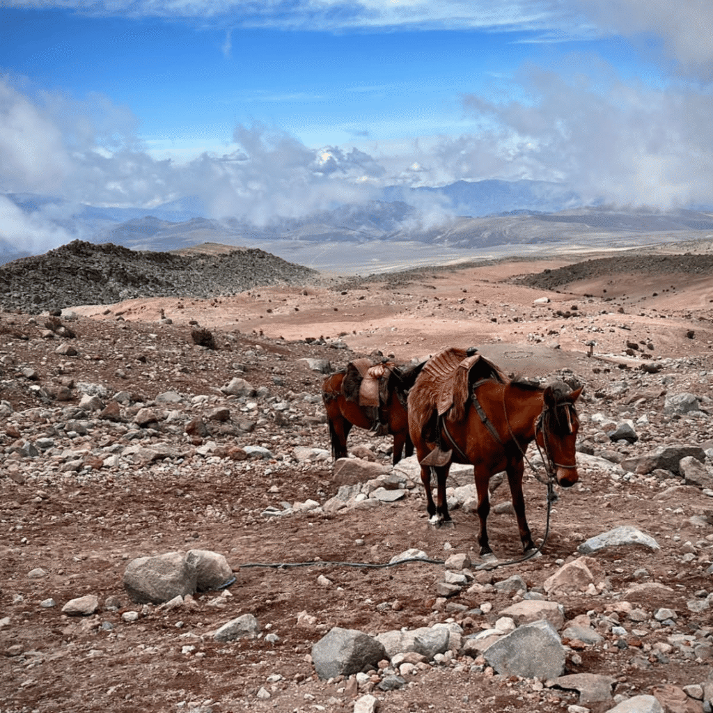 warmi imbabura (2) chimborazo